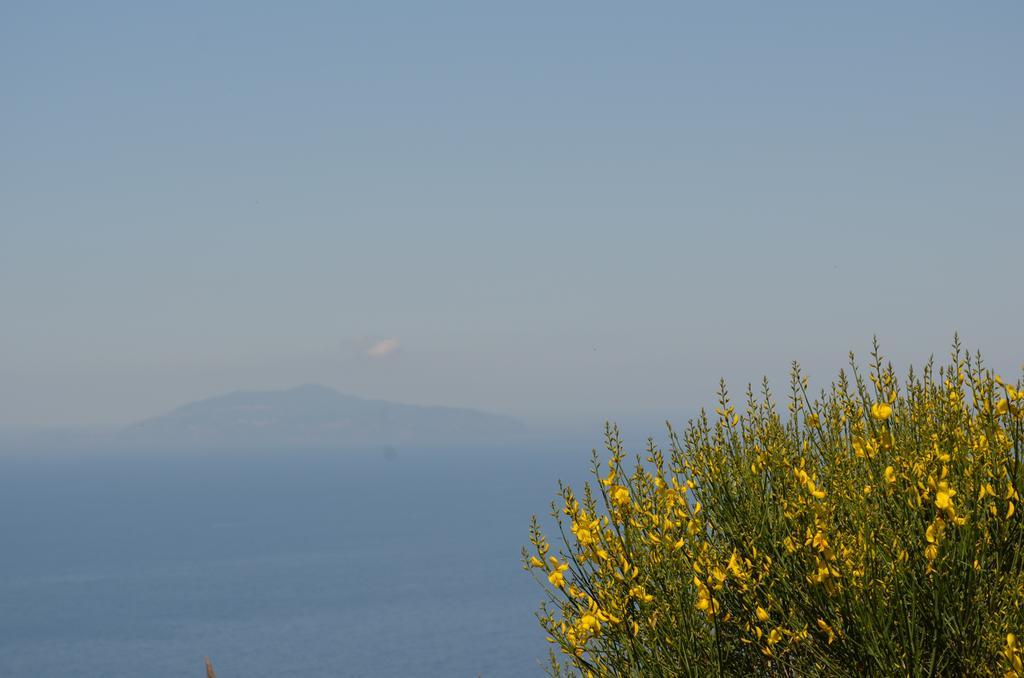 Bed & Breakfast Le Ginestre Di Capri Bb & House Anacapri (Isola di Capri)