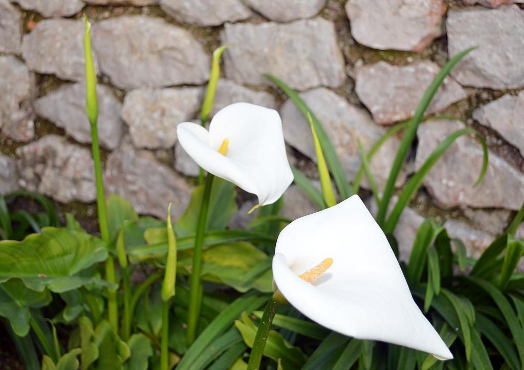 Le Ginestre Di Capri Bb & House 2*