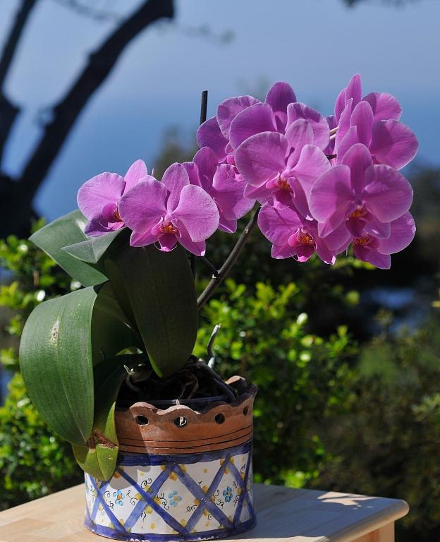 Le Ginestre Di Capri Bb & Holiday House 2*
